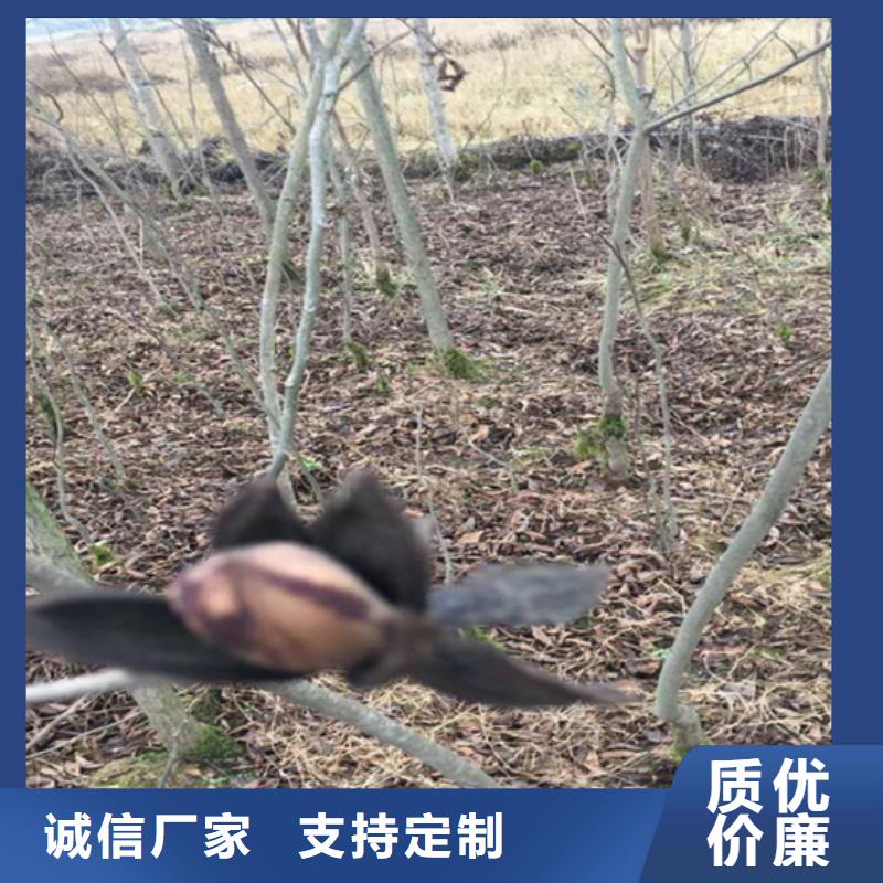碧根果-櫻桃苗多年行業積累
