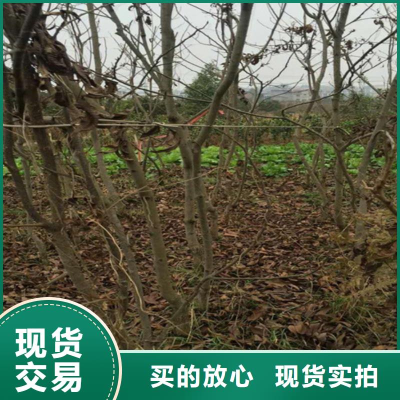 碧根果蘋果苗現貨直發