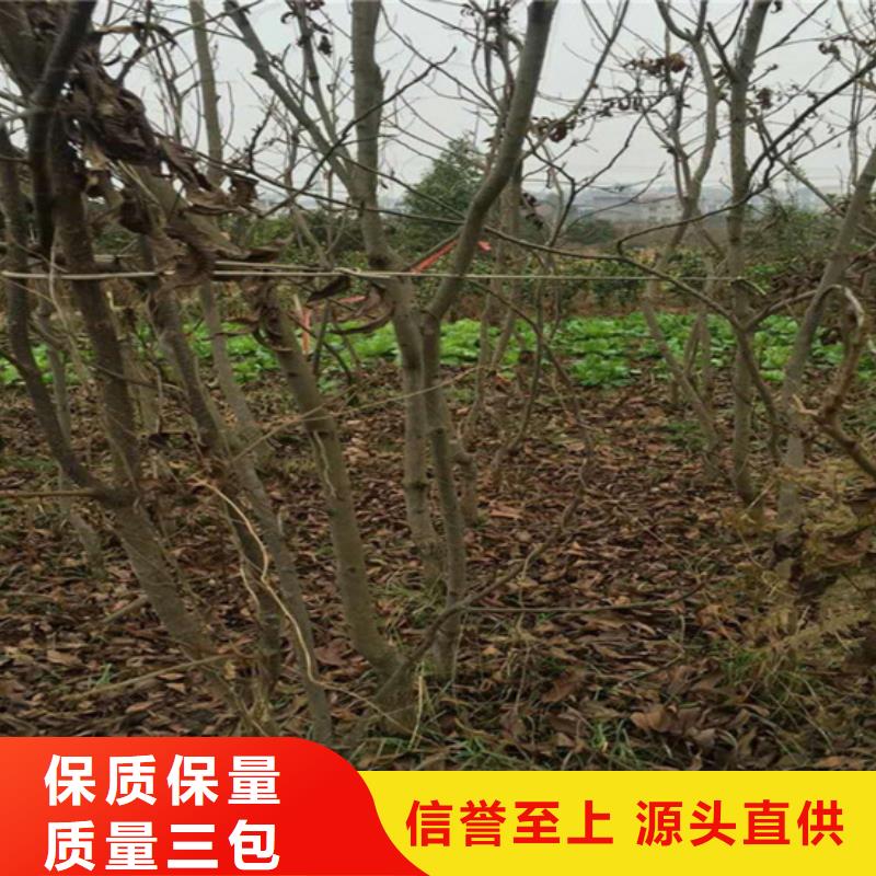 【碧根果,石榴樹客戶信賴的廠家】