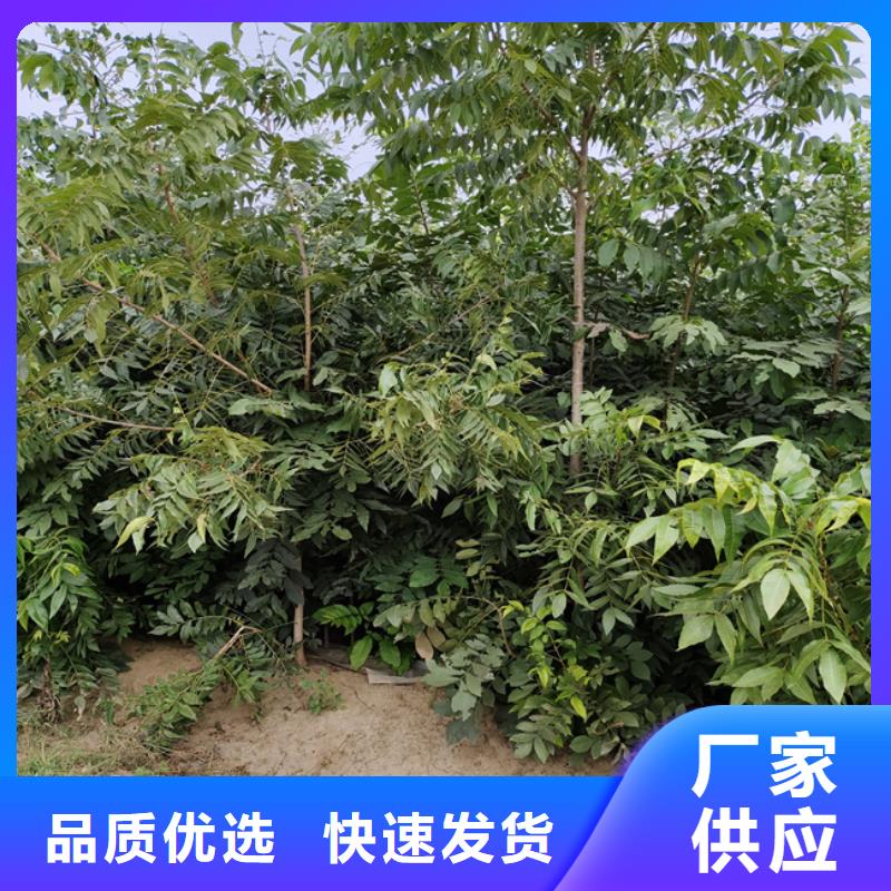 【碧根果3公分石榴苗大量現(xiàn)貨】