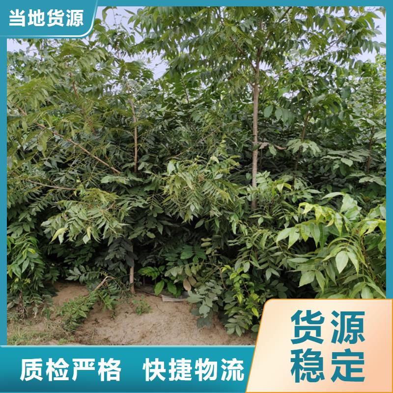 碧根果草莓苗N年專注
