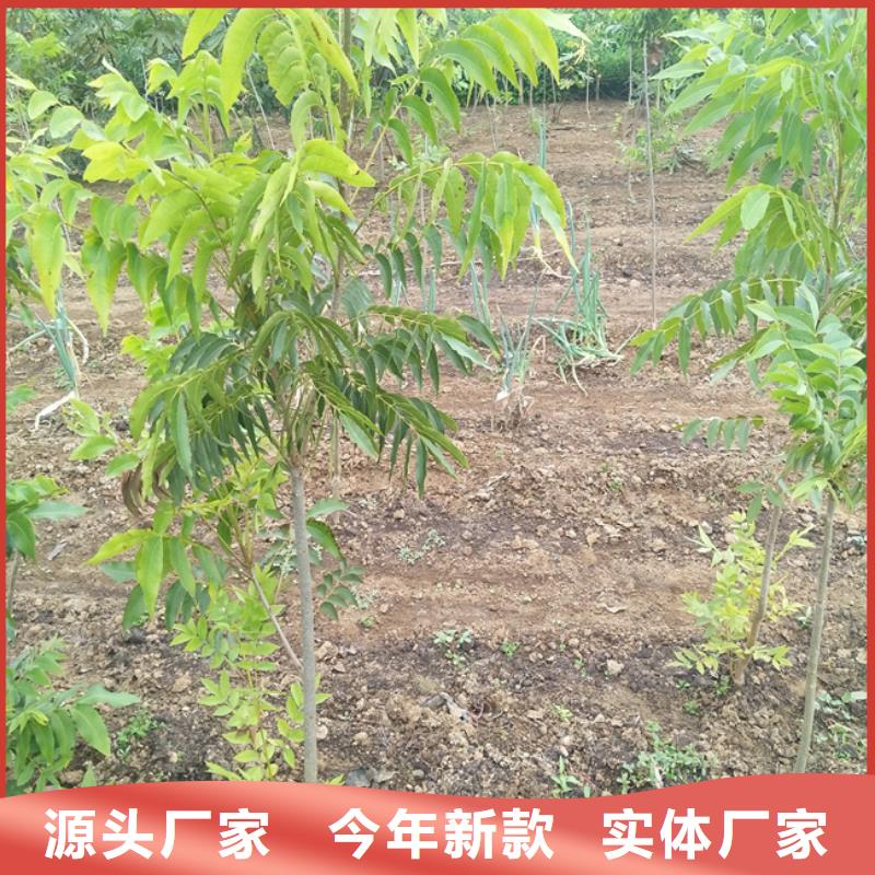 【碧根果,石榴樹客戶信賴的廠家】