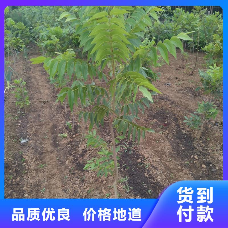 碧根果红石榴苗基地您想要的我们都有