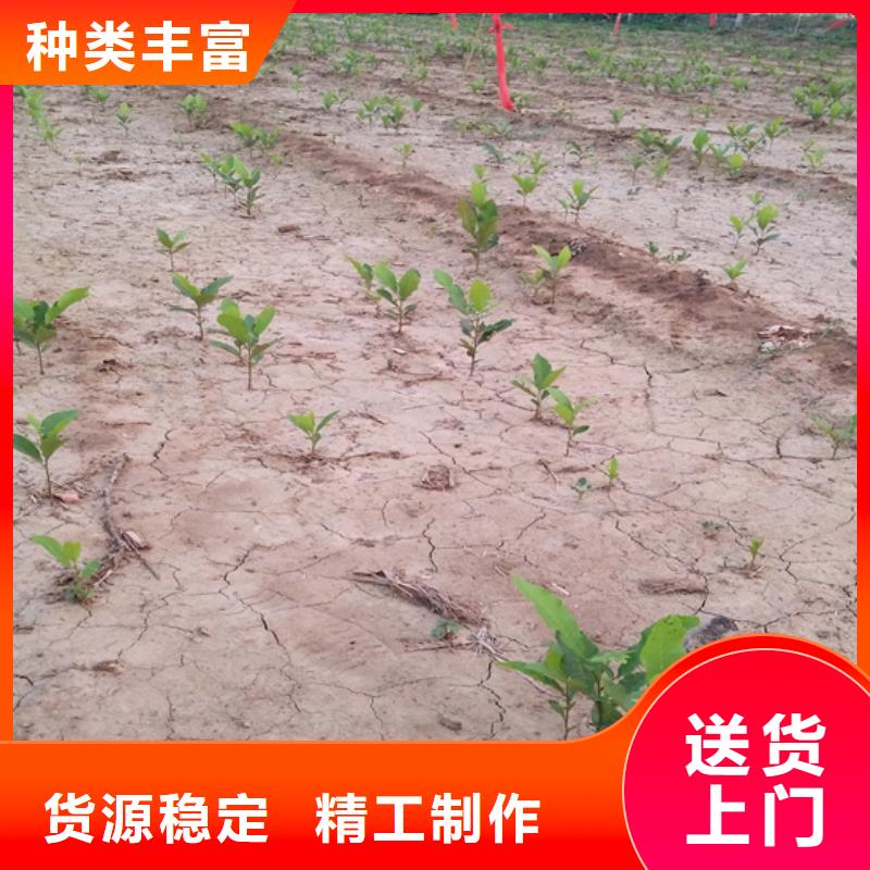 碧根果_櫻桃苗誠信經營現貨現發