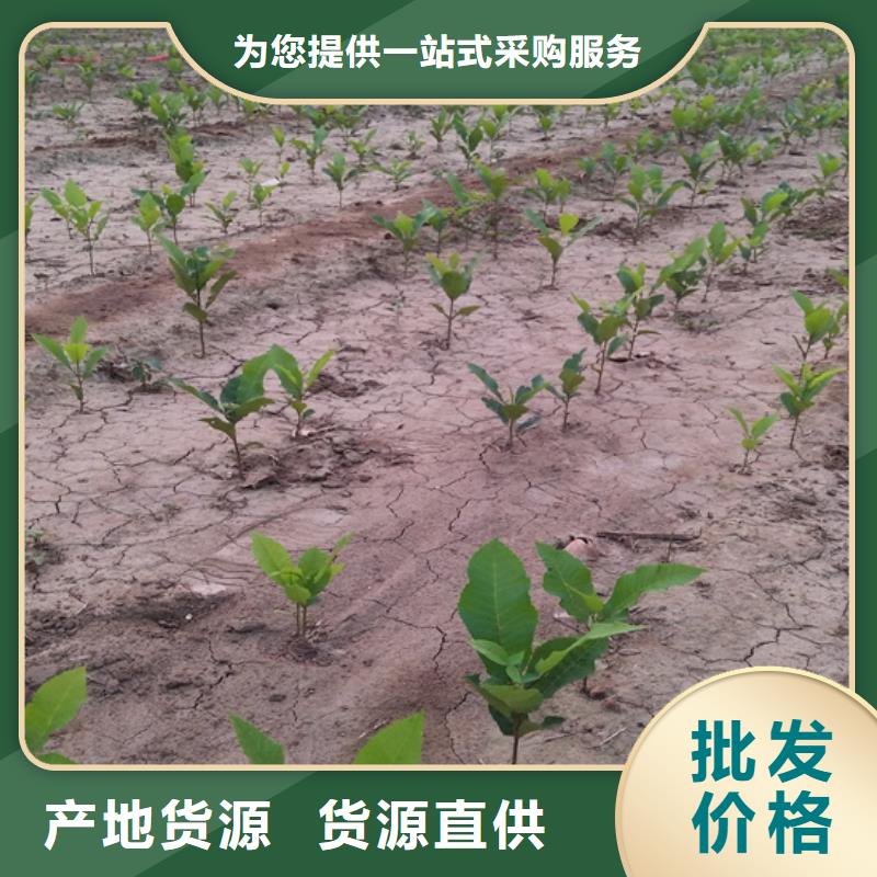 碧根果-櫻桃苗多年行業積累