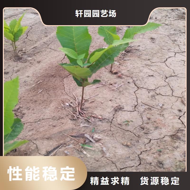 碧根果蘋果苗現貨直發