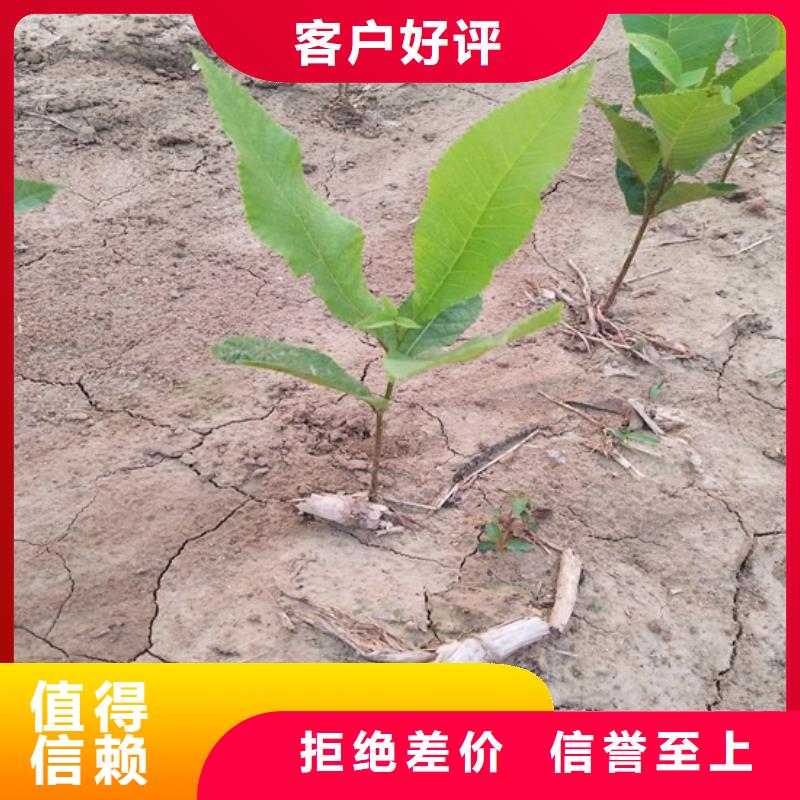 碧根果_櫻桃苗誠信經(jīng)營現(xiàn)貨現(xiàn)發(fā)