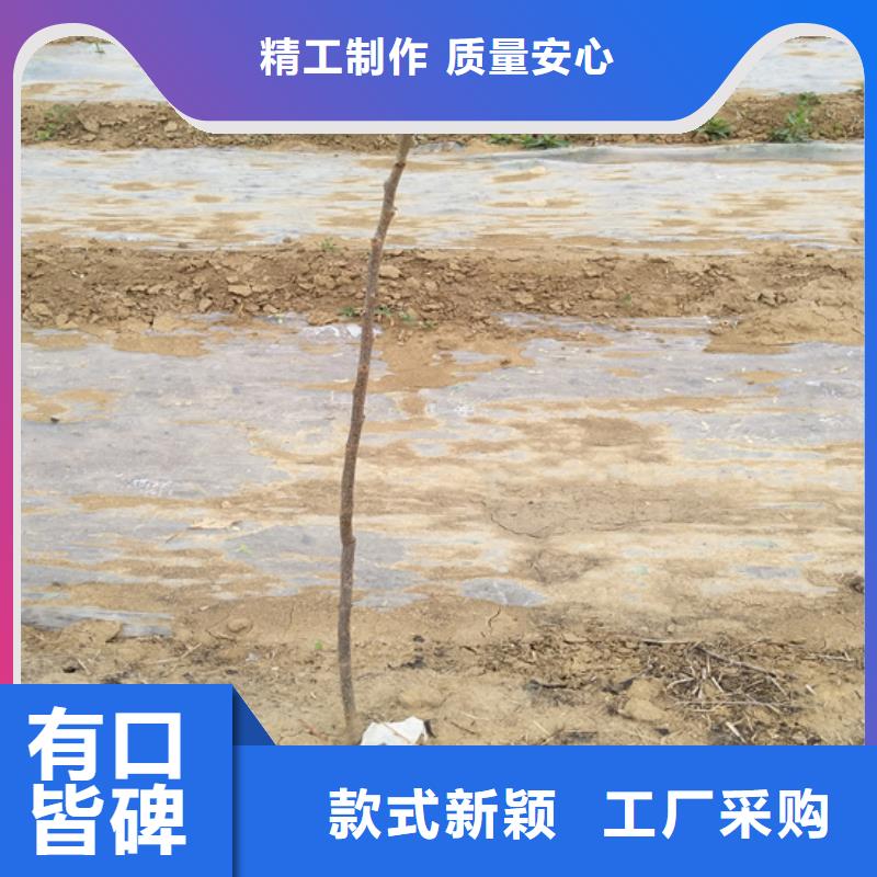 碧根果_苹果苗货源充足