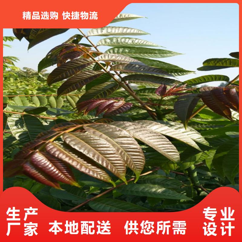 香椿藍莓苗工廠直供