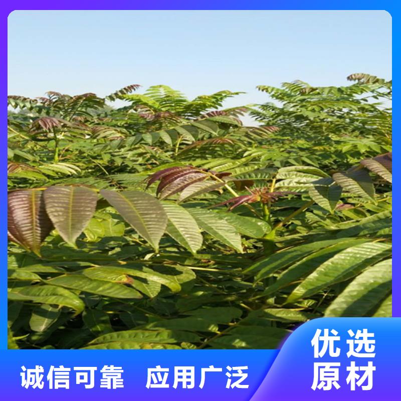 香椿,【梨樹(shù)苗】產(chǎn)品實(shí)拍
