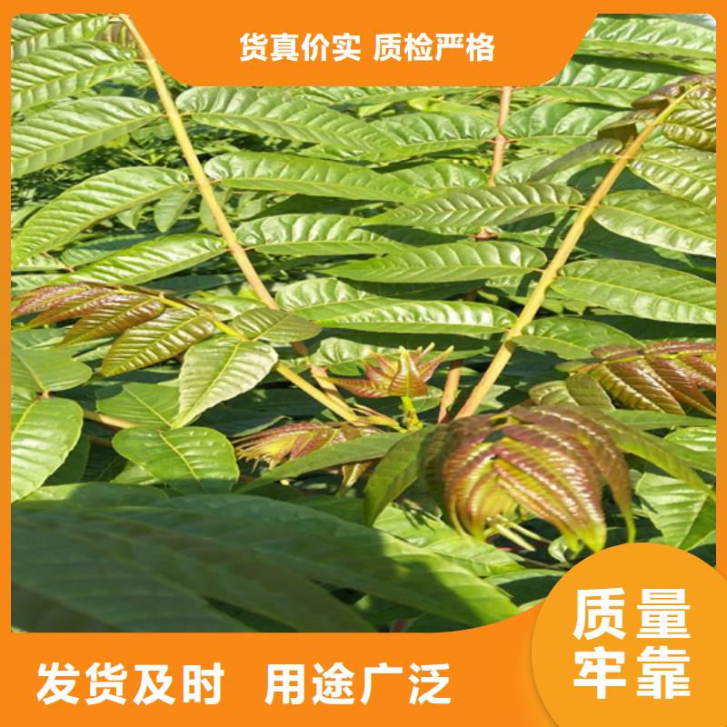 香椿,櫻桃苗生產(chǎn)廠家