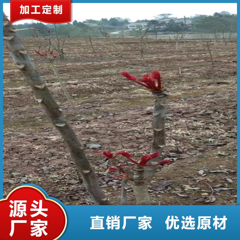 香椿_櫻桃苗暢銷當地