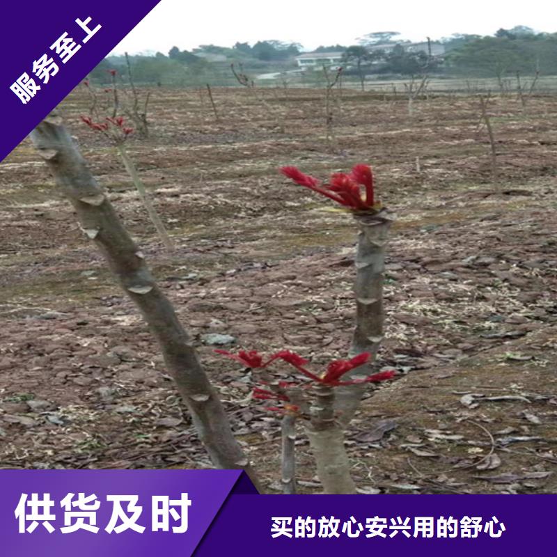 香椿藍莓苗工廠直供