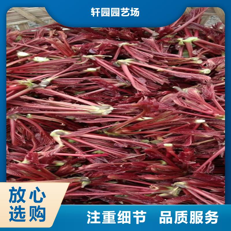 香椿嘎啦蘋果實力公司