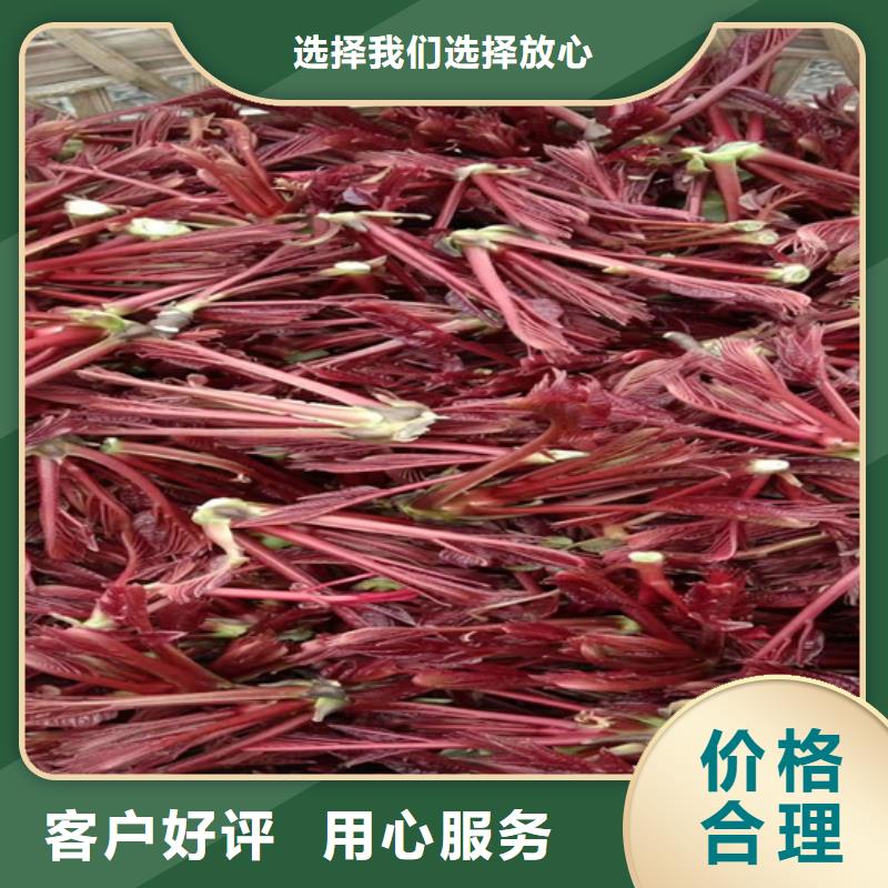 香椿西瓜苗定制批發(fā)