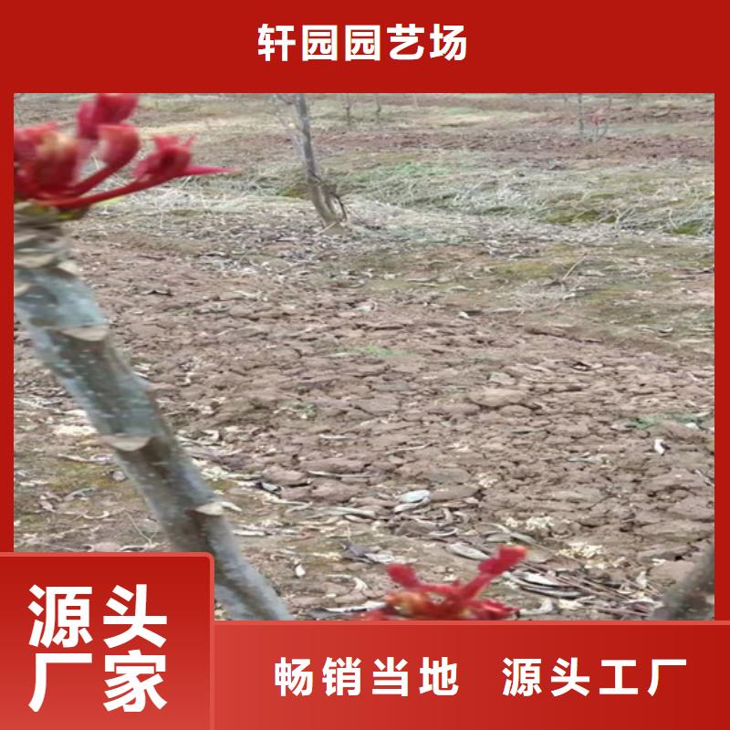 香椿_櫻桃苗暢銷當地