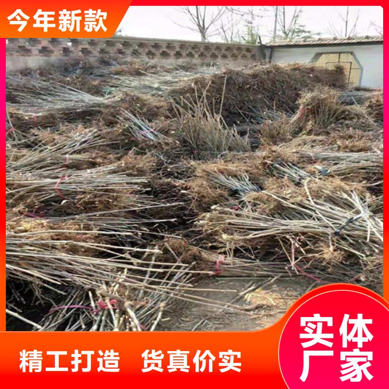 香椿藍莓苗工廠直供