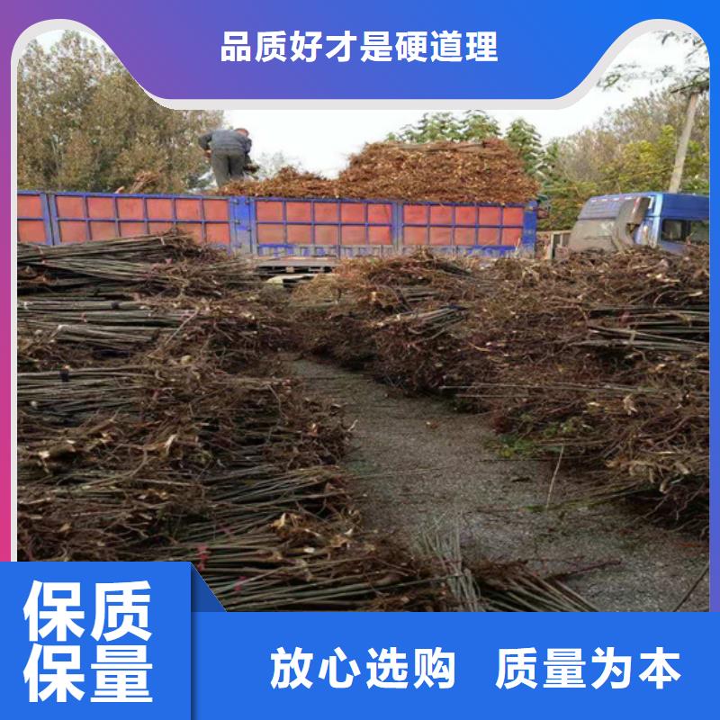 香椿藍莓苗工廠直供