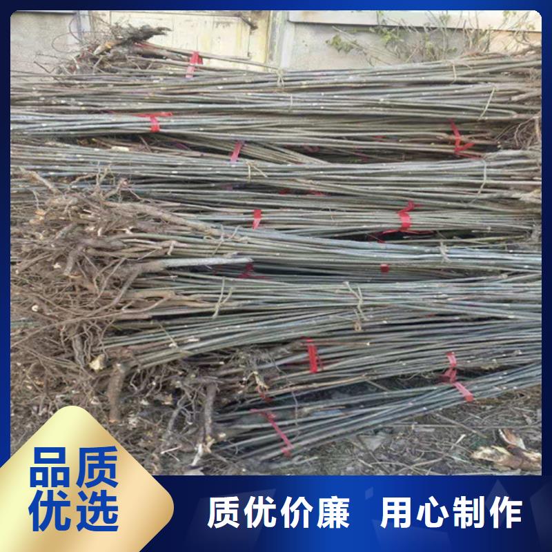 香椿_櫻桃苗暢銷當地