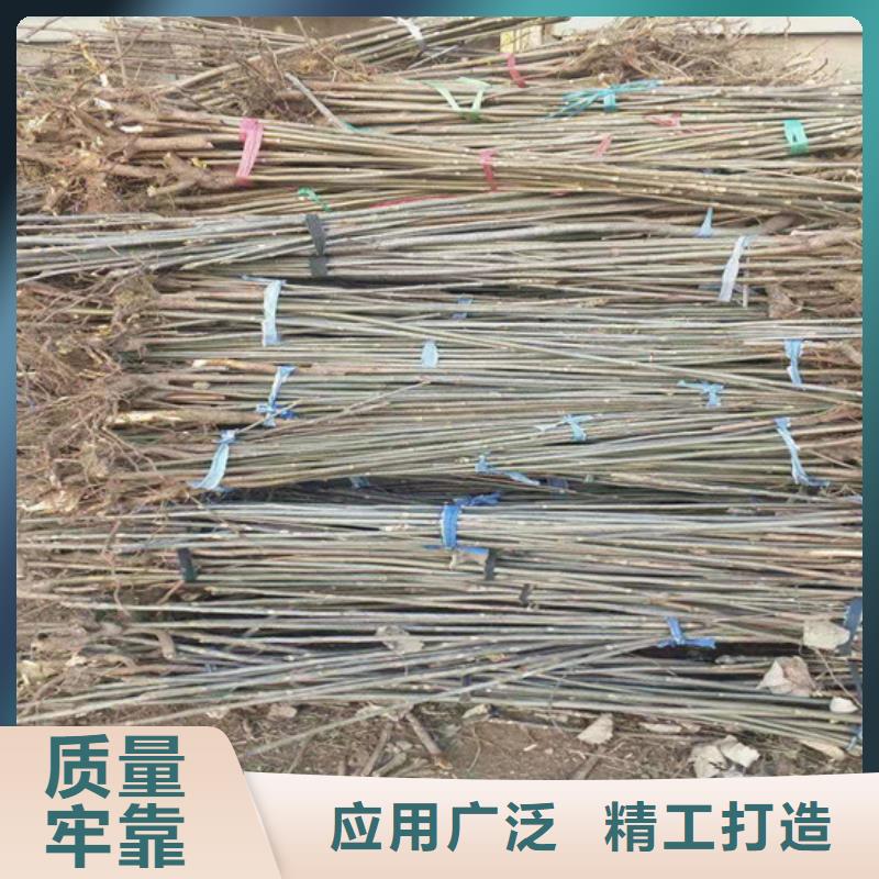 香椿_西瓜苗出廠價(jià)
