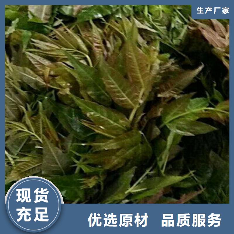 香椿西瓜苗定制批發(fā)