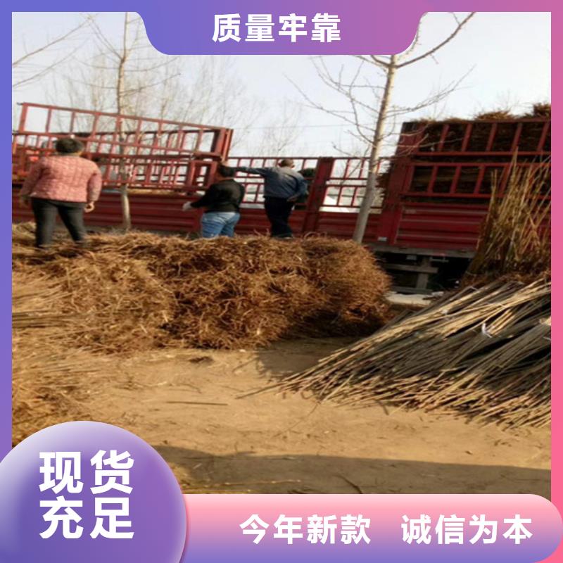 香椿奶油草莓實力廠家