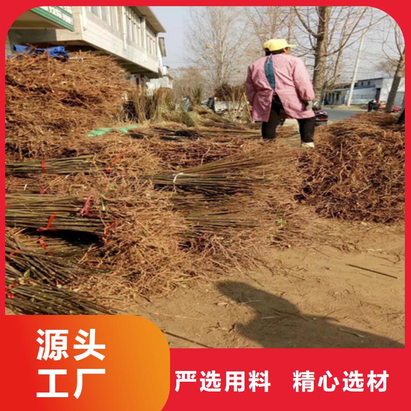 香椿_西瓜苗出廠價(jià)