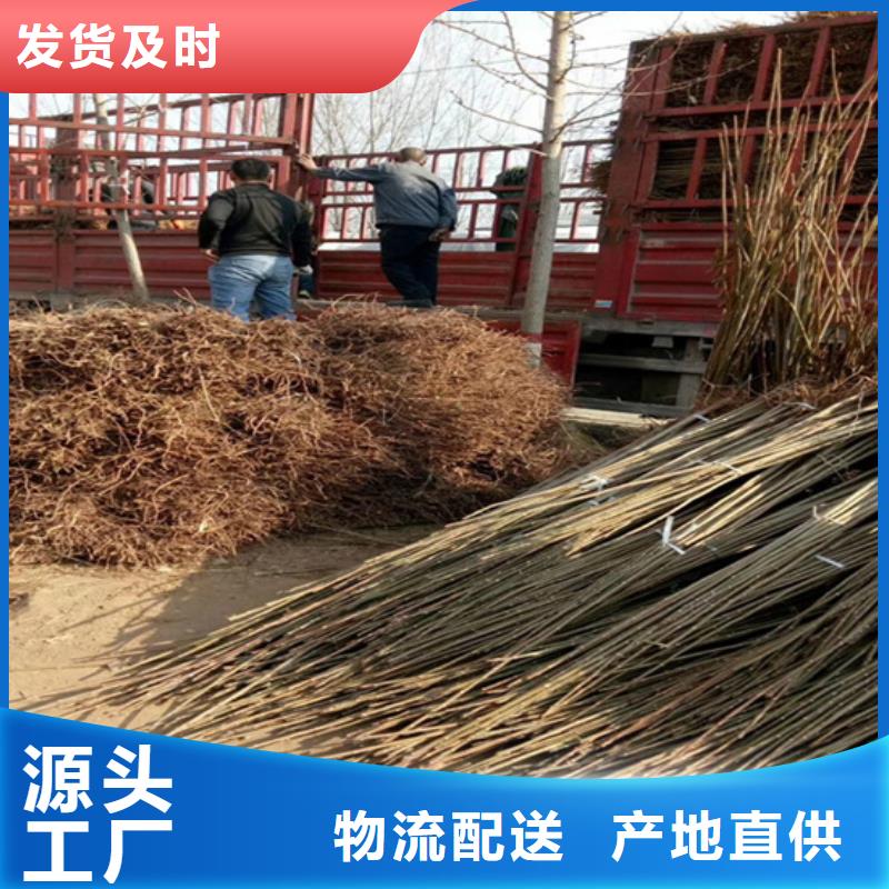 【香椿】-蘋果苗保障產(chǎn)品質(zhì)量