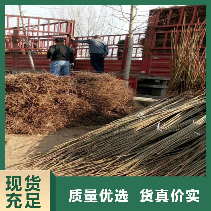 香椿嘎啦蘋果實力公司