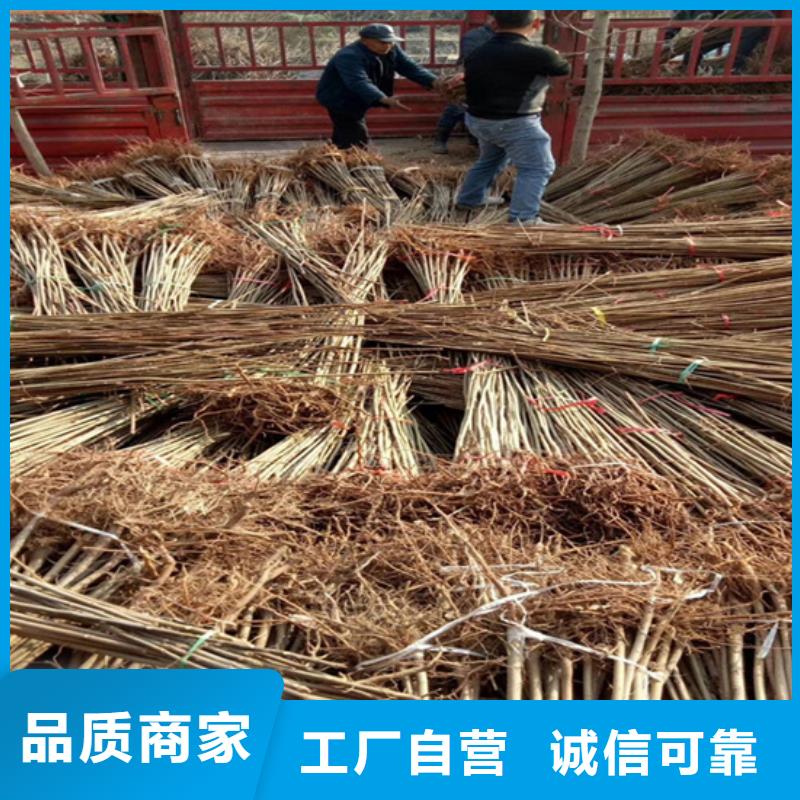 香椿奶油草莓實力廠家