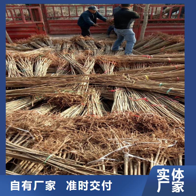 【香椿】-蘋果苗保障產(chǎn)品質(zhì)量