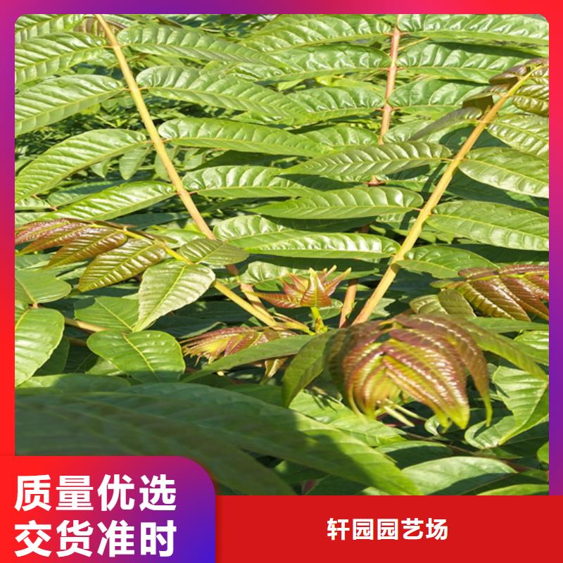 香椿,櫻桃苗生產(chǎn)廠家