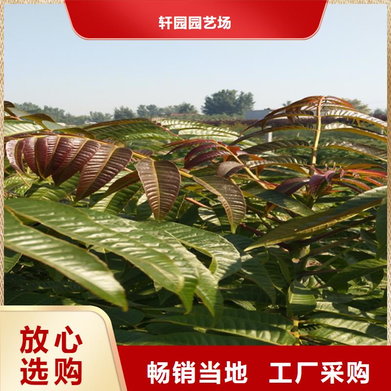 香椿_櫻桃苗暢銷當地