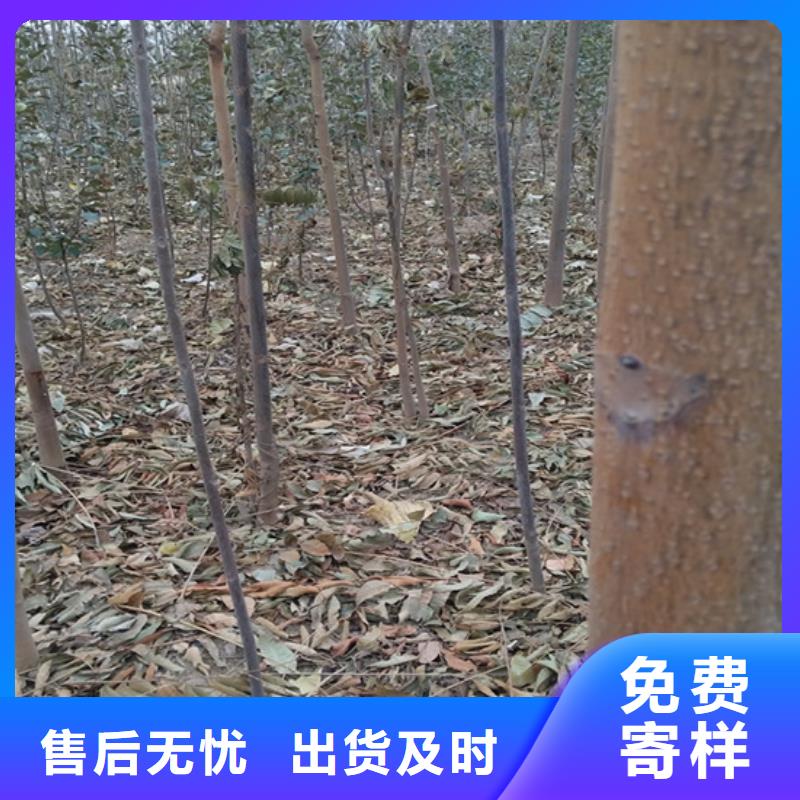 香椿,杏樹苗支持拿樣