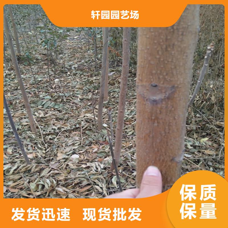 香椿,【梨樹(shù)苗】產(chǎn)品實(shí)拍