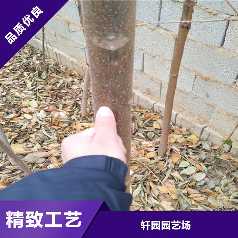 香椿_西瓜苗出廠價(jià)