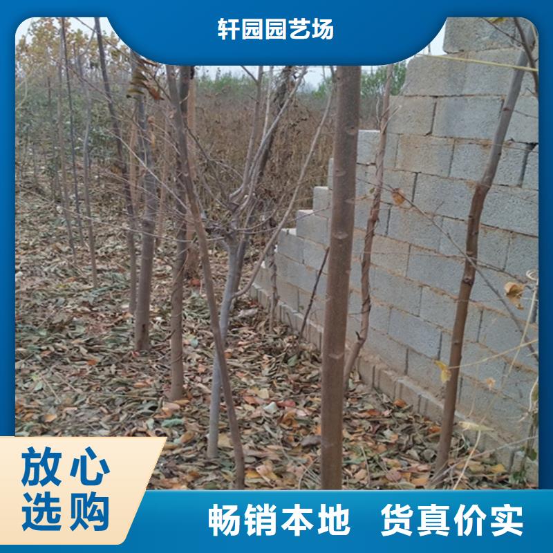 香椿_櫻桃苗暢銷當地