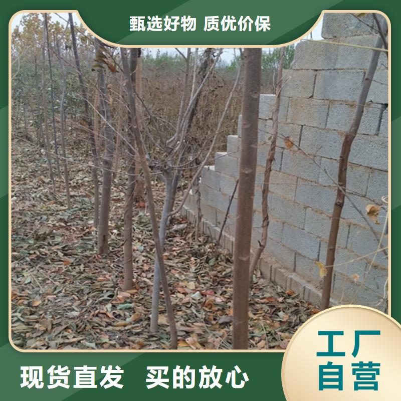 香椿,【梨樹(shù)苗】產(chǎn)品實(shí)拍