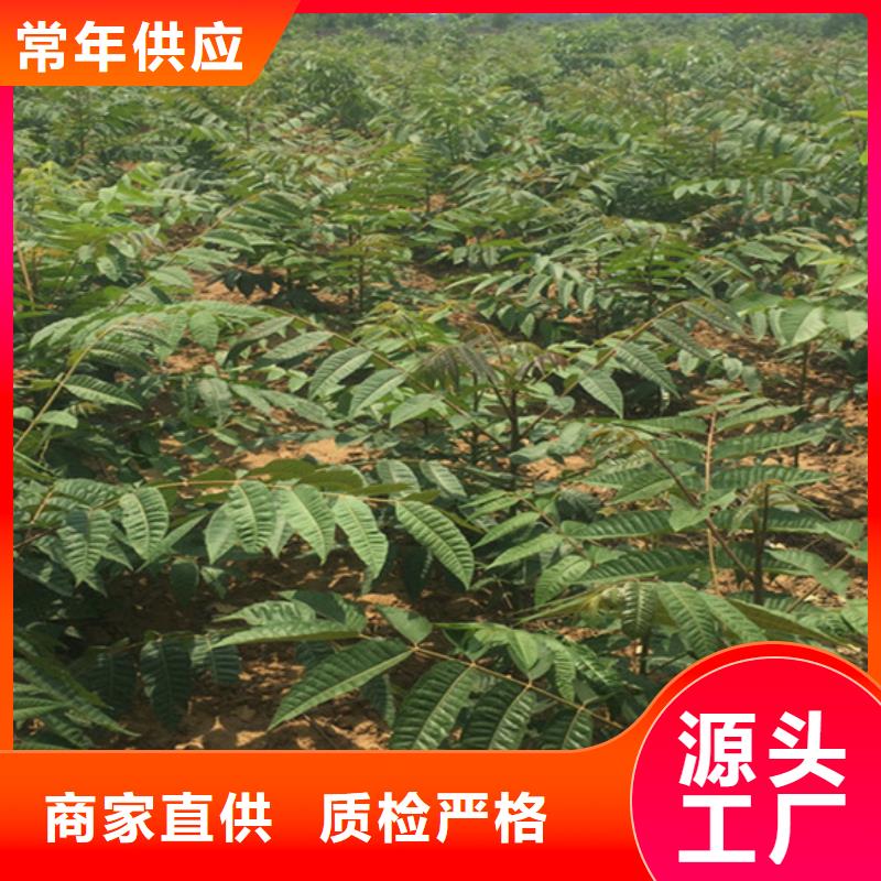 香椿花椒苗產地批發