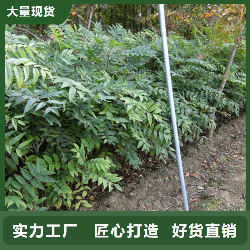 香椿_西瓜苗出廠價(jià)