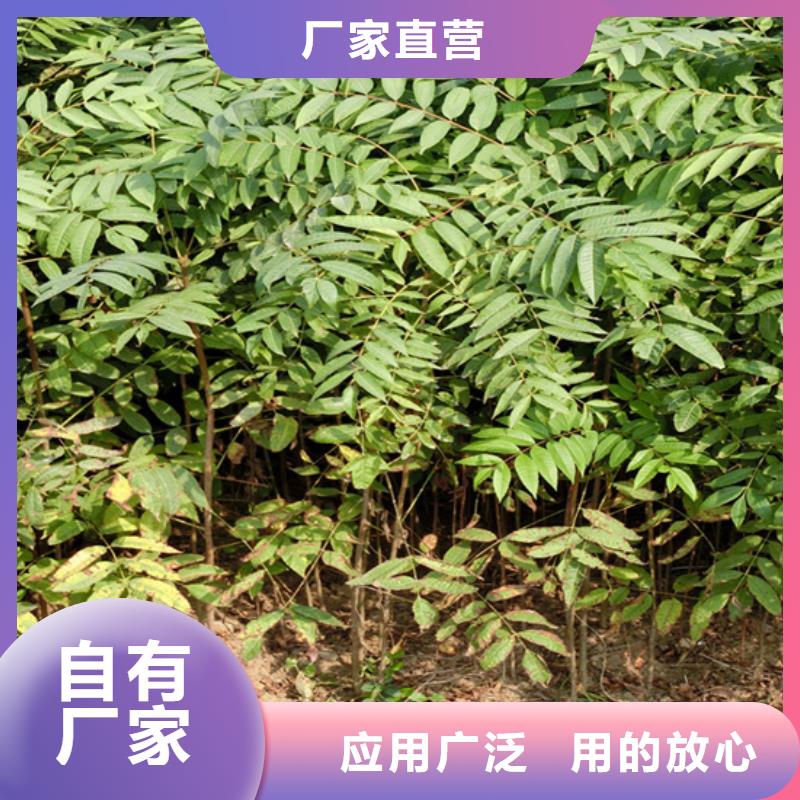 香椿,櫻桃苗生產(chǎn)廠家