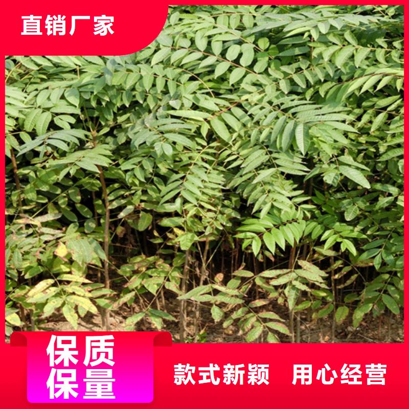 香椿草莓苗实体诚信厂家