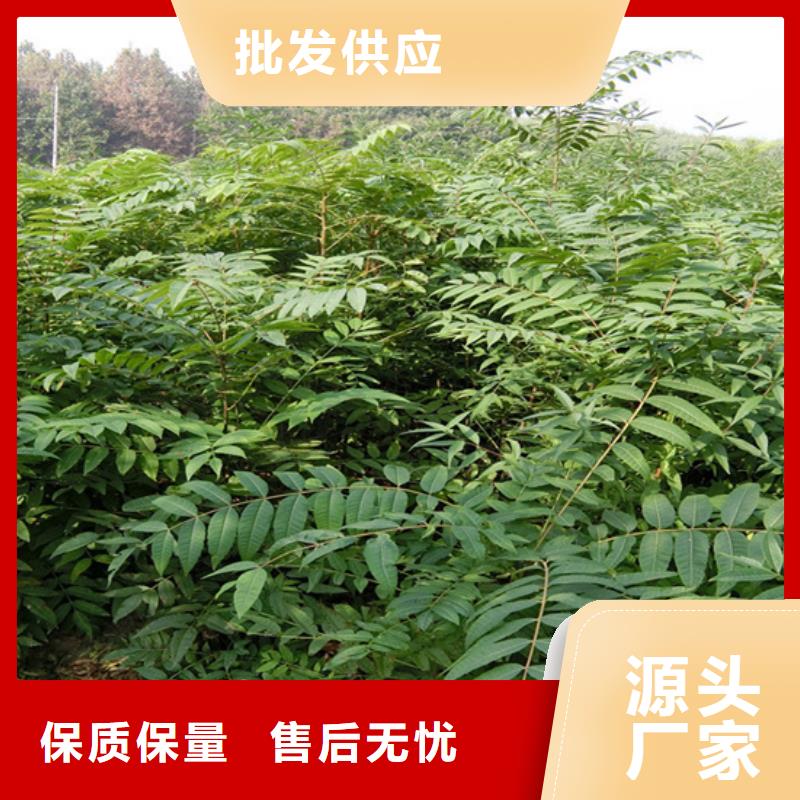 香椿紅石榴苗基地歡迎新老客戶垂詢