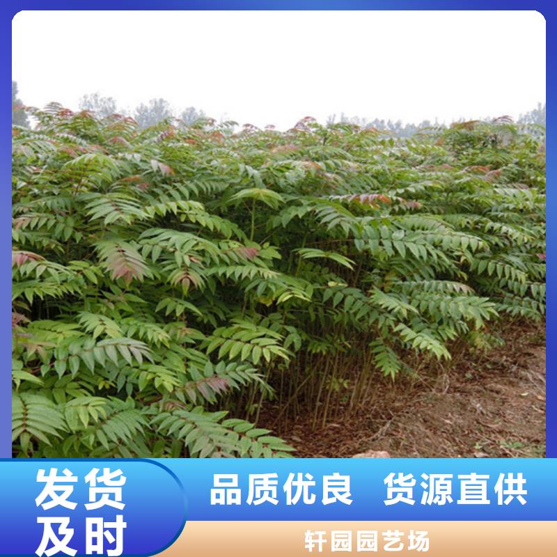 香椿,櫻桃苗生產(chǎn)廠家