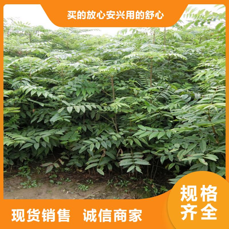 【香椿】-蘋果苗保障產(chǎn)品質(zhì)量