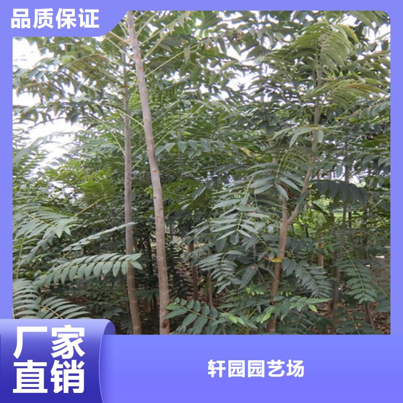 香椿藍莓苗工廠直供