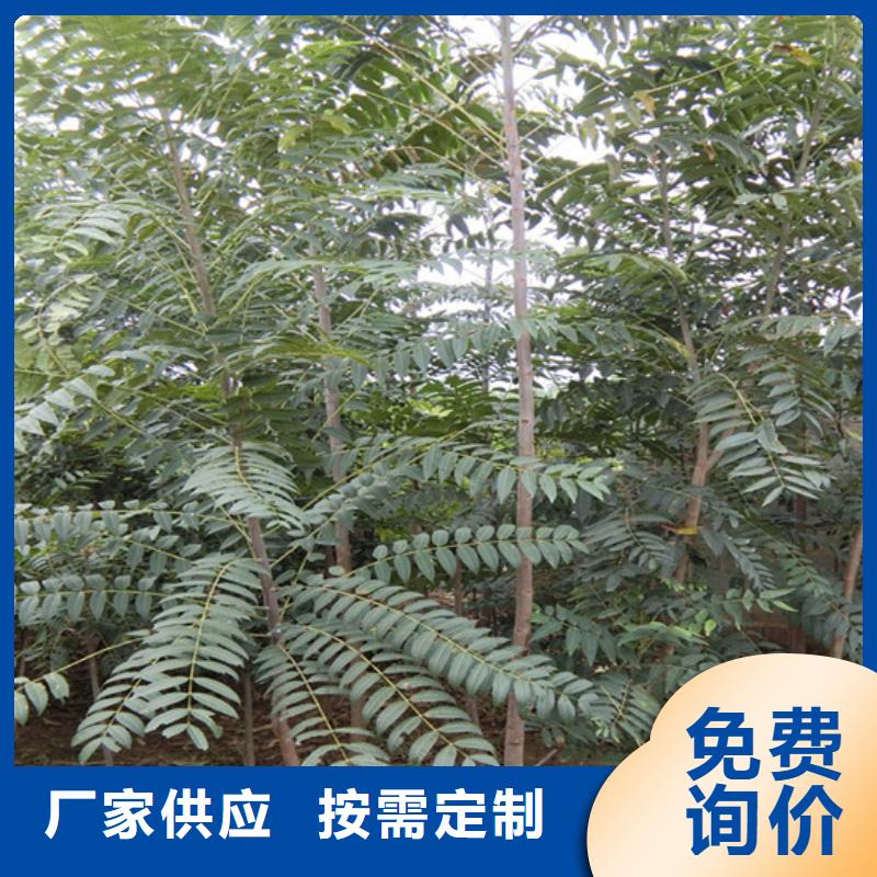 香椿,櫻桃苗生產(chǎn)廠家