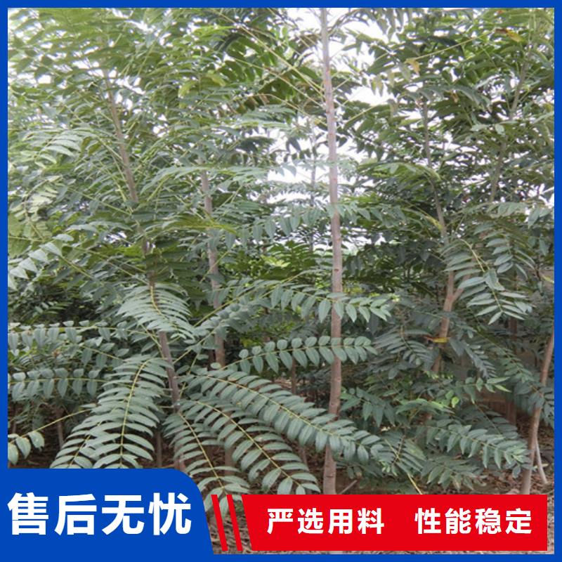 香椿_西瓜苗出廠價(jià)