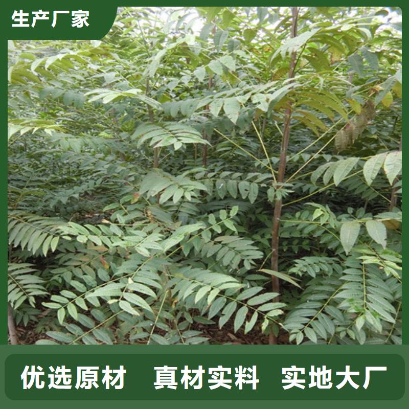 香椿,櫻桃苗生產(chǎn)廠家