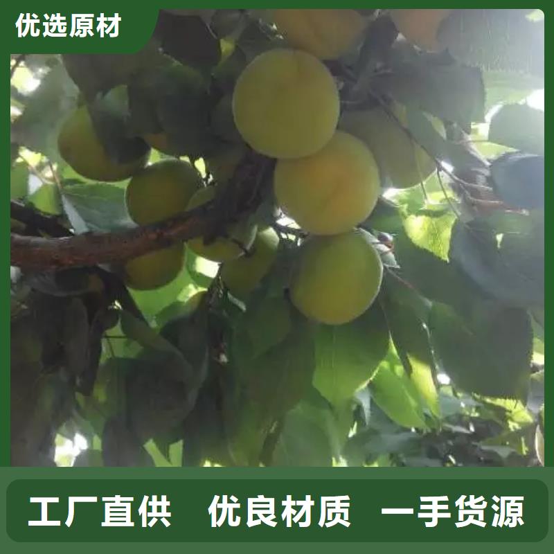 杏苹果苗使用方法